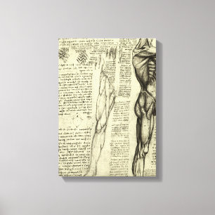 Leonardo da Vinci's Human Anatomy Male Muscles Canvas Print