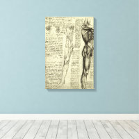 Leonardo da Vinci's Human Anatomy Male Muscles