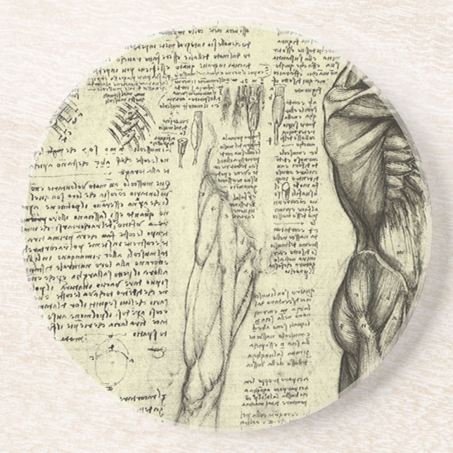 Leonardo da Vinci's Human Anatomy Male Muscles Coaster (Front)