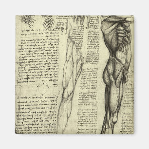 Leonardo da Vinci's Human Anatomy Male Muscles Magnet