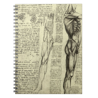 Leonardo da Vinci's Human Anatomy Male Muscles Notebook