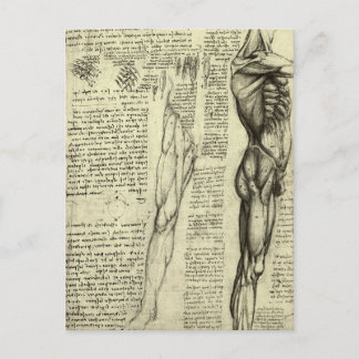 Leonardo da Vinci's Human Anatomy Male Muscles Postcard