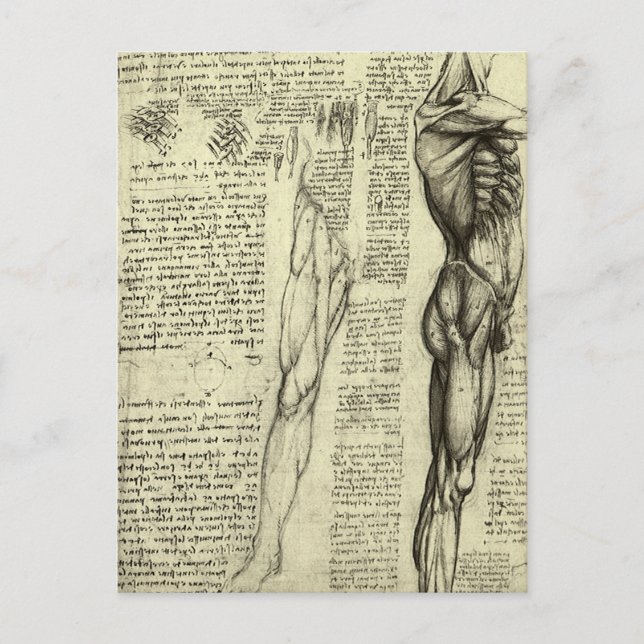Leonardo da Vinci's Human Anatomy Male Muscles Postcard (Front)