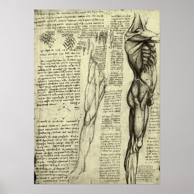 Leonardo da Vinci's Human Anatomy Male Muscles Poster (Front)