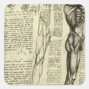 Leonardo da Vinci's Human Anatomy Male Muscles Square Sticker