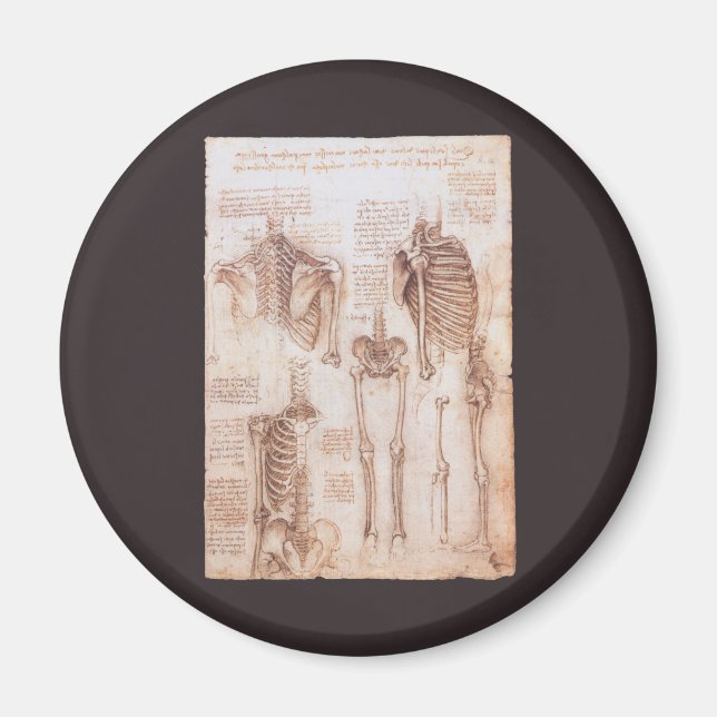 Leonardo da Vinci's Human Anatomy Skeleton Bones Magnet (Front)
