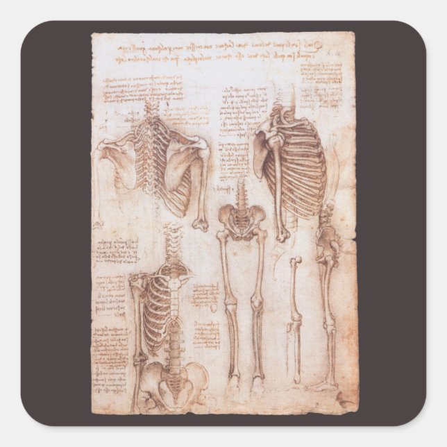 Leonardo da Vinci's Human Anatomy Skeleton Bones Square Sticker (Front)