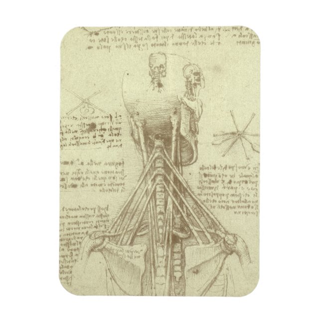 Leonardo da Vinci's Human Anatomy Spinal Column Magnet (Vertical)