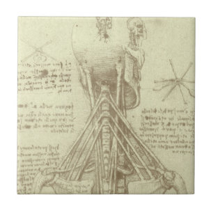 Leonardo da Vinci's Human Anatomy Spinal Column Tile