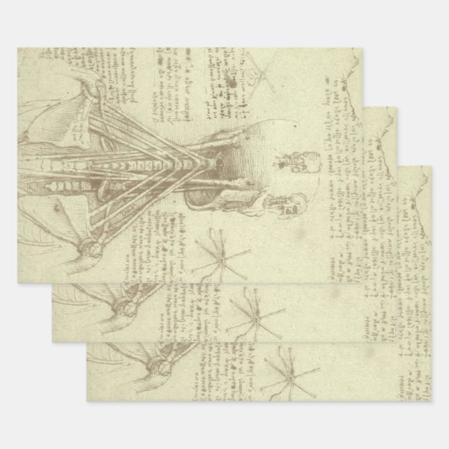 Leonardo da Vinci's Human Anatomy Spinal Column Wrapping Paper Sheet (Set)
