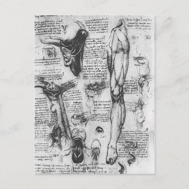 Leonardo Vinci- Anatomical studies (larynx & leg) Postcard (Front)