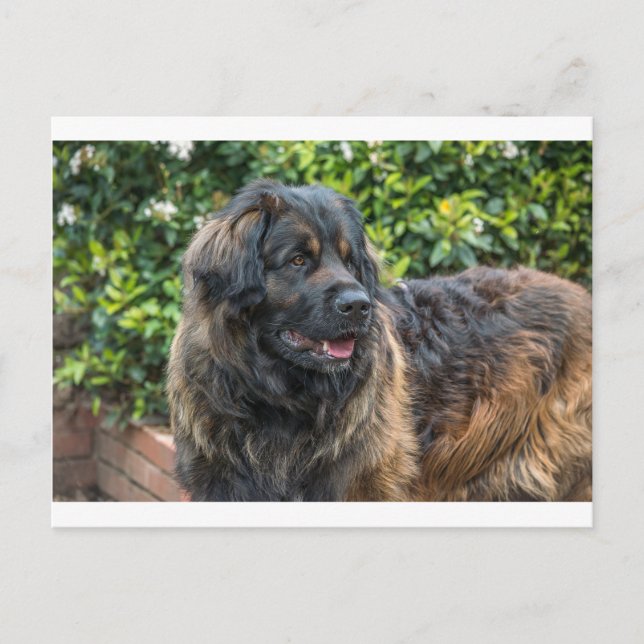 leonberger 3 postcard (Front)