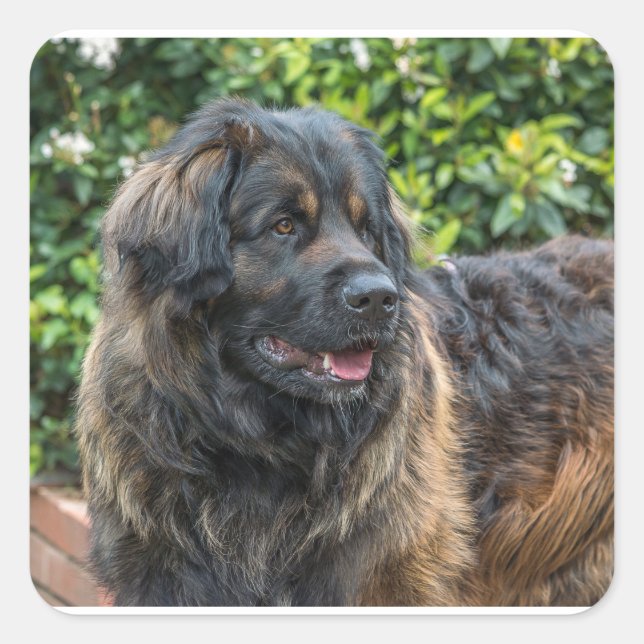 leonberger 3 square sticker (Front)