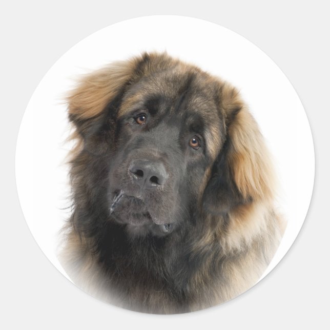 Leonberger Classic Round Sticker (Front)