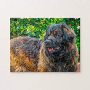 Leonberger Dog Breed Jigsaw. Jigsaw Puzzle