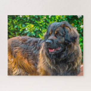 Leonberger Dog Breed Jigsaw. Jigsaw Puzzle