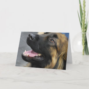 Leonberger Greeting Card