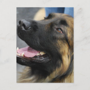 Leonberger Postcard