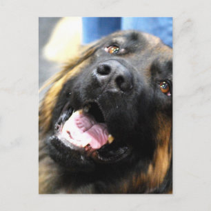 Leonberger  Postcard