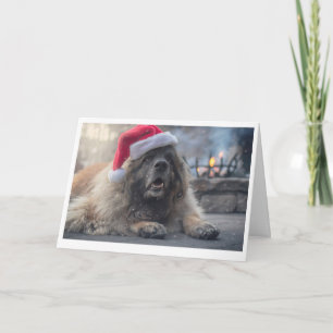 Leonberger Santa Holiday Card