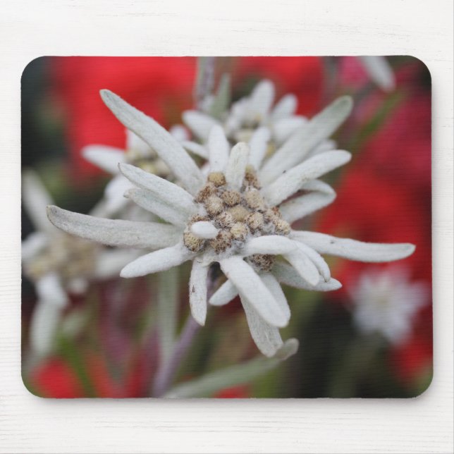 Leontopodium alpinum mouse mat (Front)