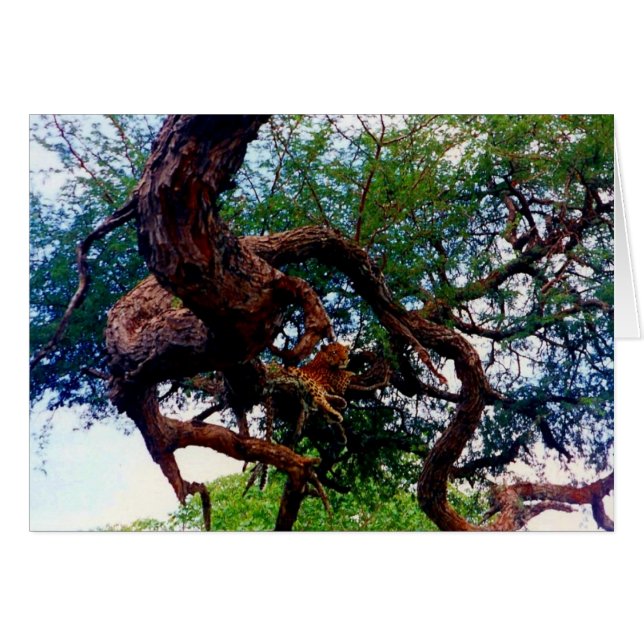 leopard (Front Horizontal)