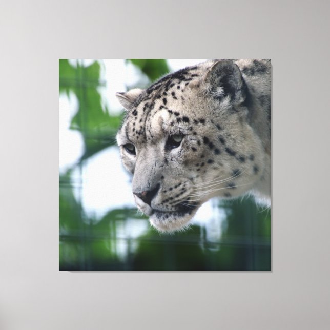 Leopard 003 canvas print (Front)