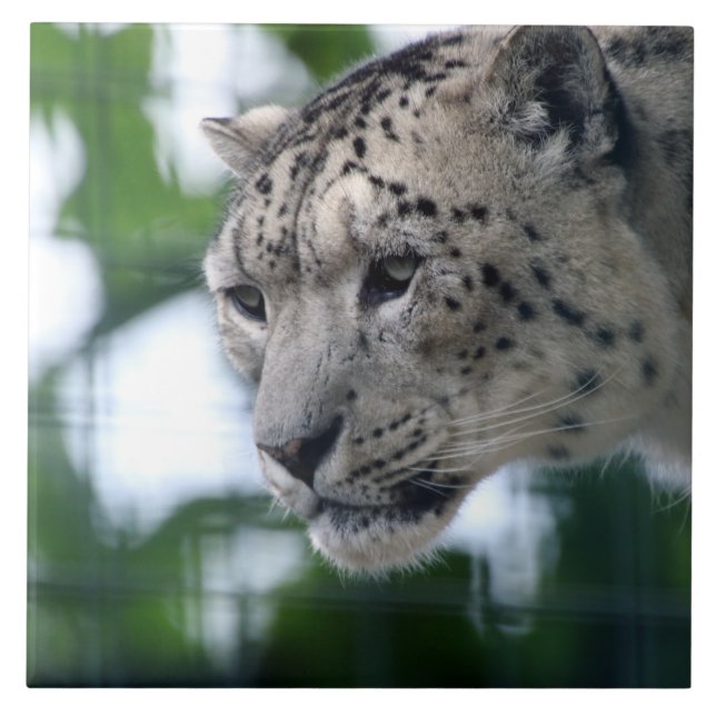 Leopard 003 tile (Front)
