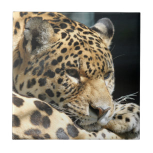 Leopard 004 tile