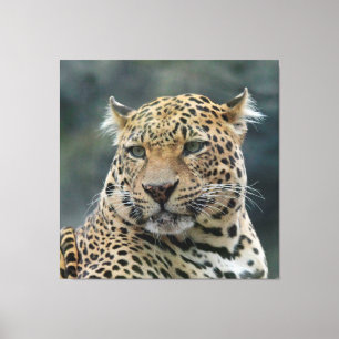 Leopard 006 canvas print