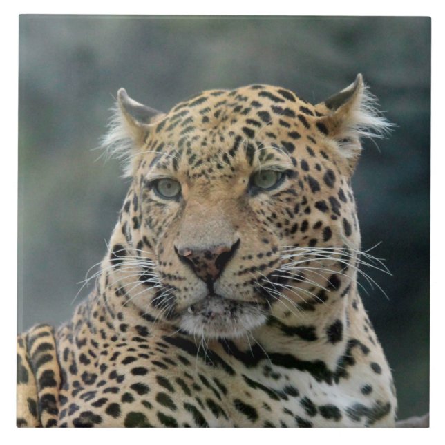 Leopard 006 tile (Front)