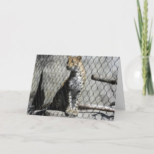 "Leopard #2" Get Well Card