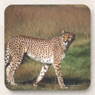 leopard 3 coaster