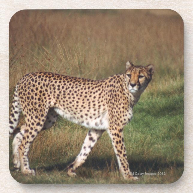 leopard 3 coaster (Front)