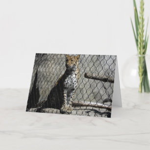 "Leopard #3" Get Well Card