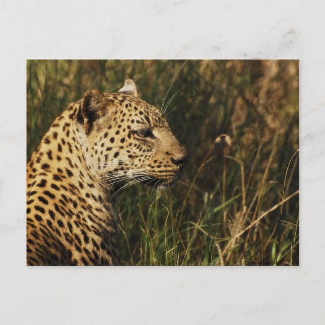 Leopard (alert & sitting up) wild animal postcards (Front)