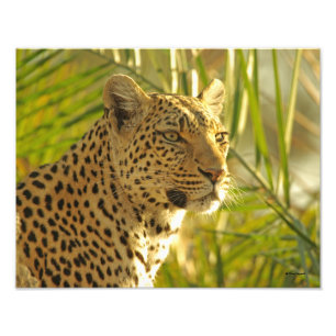 Leopard Among Palm Leaves Photo Print