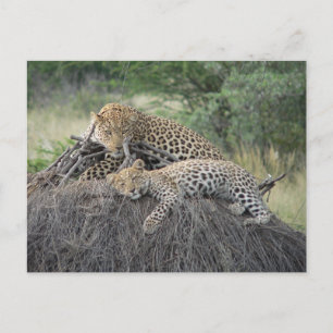 Leopard And Cub Resting On Dried Grass Postcard