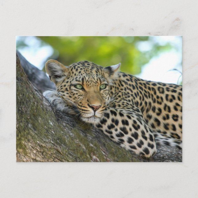 Leopard Animal Wildlife Postcard (Front)