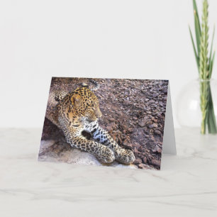 Leopard at rest holiday card