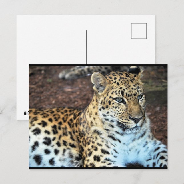 Leopard at Rest Postcard (Front/Back)