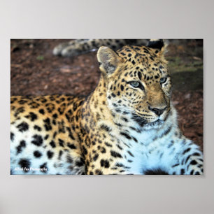 Leopard at Rest Poster