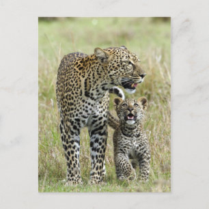 Leopard Baby and Mama Postcard