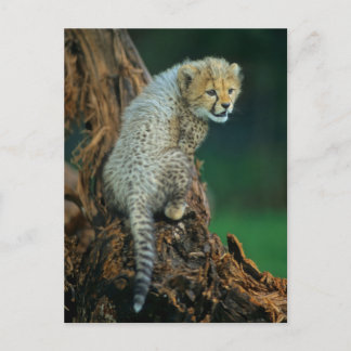 Leopard, Baby auf Baum, Postcard