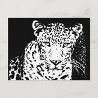 Leopard Black And White Portrait Postcards