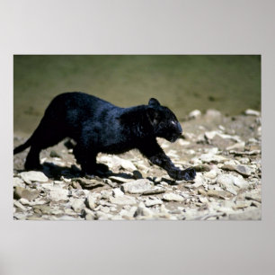 Leopard-black phase-cub (wet from river) poster