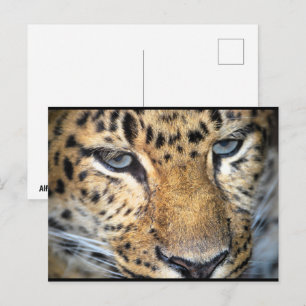 Leopard Close Up Postcard