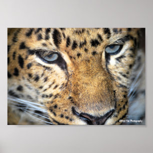 Leopard Close Up Poster