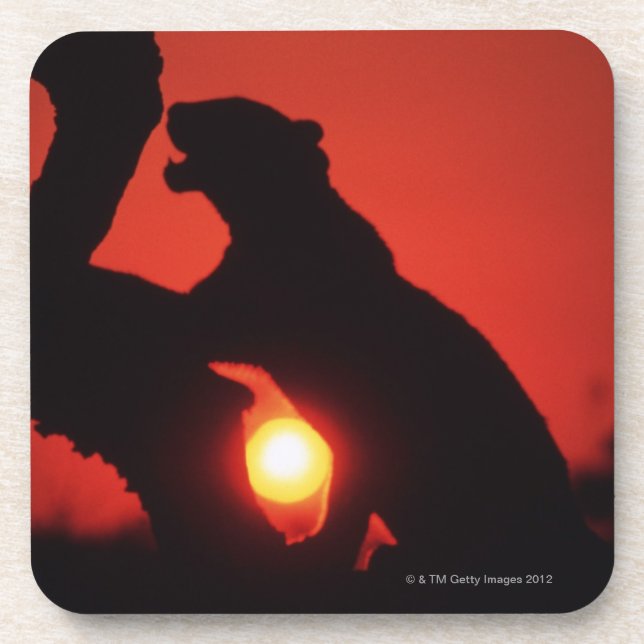 leopard coaster (Front)