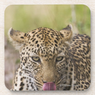 Leopard Coaster